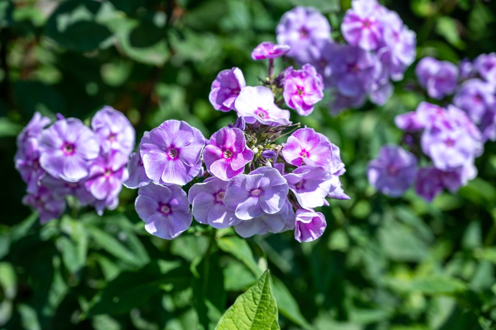 tendance fleurs violettes