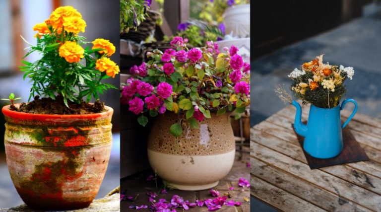 Trois pots de fleurs