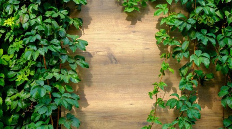 Plantes sur un mur de bois extérieur